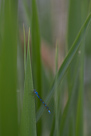 Coenagrion pulchellum